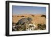 Namaqua Chameleon with Dunes-null-Framed Photographic Print