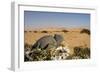 Namaqua Chameleon with Dunes-null-Framed Photographic Print