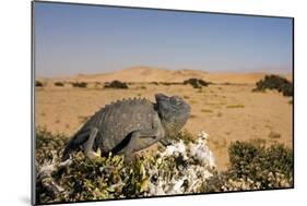 Namaqua Chameleon with Dunes-null-Mounted Photographic Print