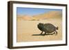 Namaqua Chameleon with Dunes-null-Framed Photographic Print