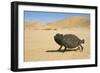 Namaqua Chameleon with Dunes-null-Framed Photographic Print