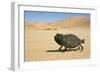 Namaqua Chameleon with Dunes-null-Framed Photographic Print