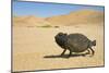 Namaqua Chameleon with Dunes-null-Mounted Photographic Print