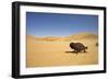 Namaqua Chameleon with Dunes-null-Framed Photographic Print