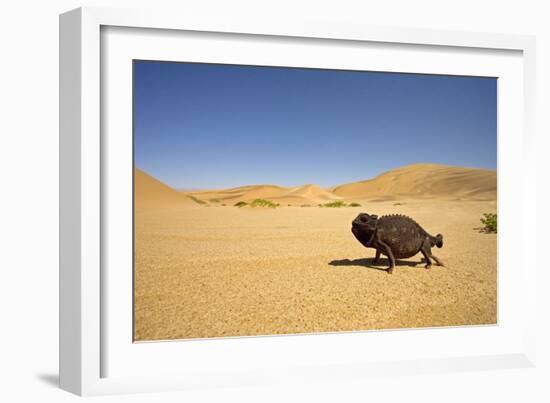 Namaqua Chameleon with Dunes-null-Framed Photographic Print