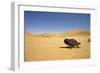 Namaqua Chameleon with Dunes-null-Framed Photographic Print