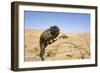 Namaqua Chameleon with Dunes-null-Framed Photographic Print