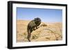 Namaqua Chameleon with Dunes-null-Framed Photographic Print