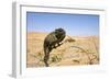 Namaqua Chameleon with Dunes-null-Framed Photographic Print