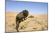 Namaqua Chameleon with Dunes-null-Mounted Photographic Print