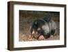 Namaqua Dune Molerat (Bathyergus Janetta) Feeding, Captive, Namaqualand, South Africa-Pete Oxford-Framed Photographic Print