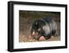 Namaqua Dune Molerat (Bathyergus Janetta) Feeding, Captive, Namaqualand, South Africa-Pete Oxford-Framed Photographic Print