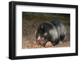 Namaqua Dune Molerat (Bathyergus Janetta) Feeding, Captive, Namaqualand, South Africa-Pete Oxford-Framed Photographic Print