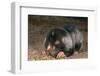 Namaqua Dune Molerat (Bathyergus Janetta) Feeding, Captive, Namaqualand, South Africa-Pete Oxford-Framed Photographic Print