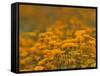 Namaqualand Daisies in Spring Annual Flower Display, Cape Town, South Africa-Steve & Ann Toon-Framed Stretched Canvas