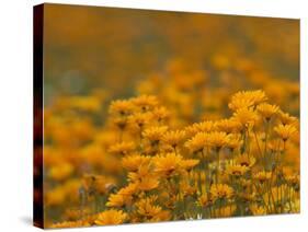 Namaqualand Daisies in Spring Annual Flower Display, Cape Town, South Africa-Steve & Ann Toon-Stretched Canvas