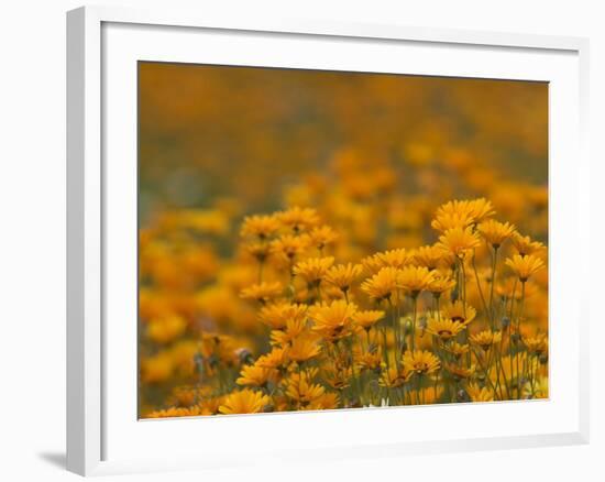 Namaqualand Daisies in Spring Annual Flower Display, Cape Town, South Africa-Steve & Ann Toon-Framed Photographic Print