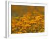 Namaqualand Daisies in Spring Annual Flower Display, Cape Town, South Africa-Steve & Ann Toon-Framed Photographic Print