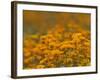 Namaqualand Daisies in Spring Annual Flower Display, Cape Town, South Africa-Steve & Ann Toon-Framed Photographic Print