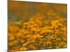 Namaqualand Daisies in Spring Annual Flower Display, Cape Town, South Africa-Steve & Ann Toon-Mounted Photographic Print