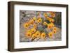 Namaqualand daisy (Jakkalsblom) (Dimorphotheca sinuata), Namakwa, Namaqualand, South Africa, Africa-James Hager-Framed Photographic Print