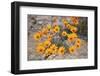 Namaqualand daisy (Jakkalsblom) (Dimorphotheca sinuata), Namakwa, Namaqualand, South Africa, Africa-James Hager-Framed Photographic Print