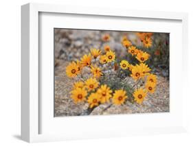 Namaqualand daisy (Jakkalsblom) (Dimorphotheca sinuata), Namakwa, Namaqualand, South Africa, Africa-James Hager-Framed Photographic Print