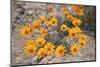 Namaqualand daisy (Jakkalsblom) (Dimorphotheca sinuata), Namakwa, Namaqualand, South Africa, Africa-James Hager-Mounted Photographic Print