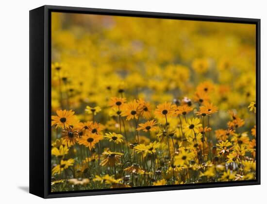 Namaqualand Daisy, Western Cape, South Africa, Africa-Toon Ann & Steve-Framed Stretched Canvas