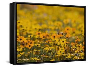Namaqualand Daisy, Western Cape, South Africa, Africa-Toon Ann & Steve-Framed Stretched Canvas