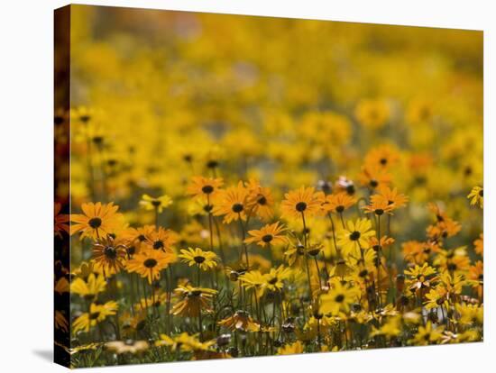 Namaqualand Daisy, Western Cape, South Africa, Africa-Toon Ann & Steve-Stretched Canvas