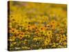Namaqualand Daisy, Western Cape, South Africa, Africa-Toon Ann & Steve-Stretched Canvas