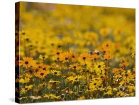 Namaqualand Daisy, Western Cape, South Africa, Africa-Toon Ann & Steve-Stretched Canvas