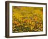 Namaqualand Daisy, Western Cape, South Africa, Africa-Toon Ann & Steve-Framed Photographic Print