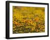 Namaqualand Daisy, Western Cape, South Africa, Africa-Toon Ann & Steve-Framed Photographic Print