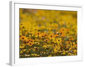 Namaqualand Daisy, Western Cape, South Africa, Africa-Toon Ann & Steve-Framed Photographic Print