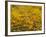 Namaqualand Daisy, Western Cape, South Africa, Africa-Toon Ann & Steve-Framed Photographic Print