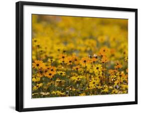 Namaqualand Daisy, Western Cape, South Africa, Africa-Toon Ann & Steve-Framed Photographic Print