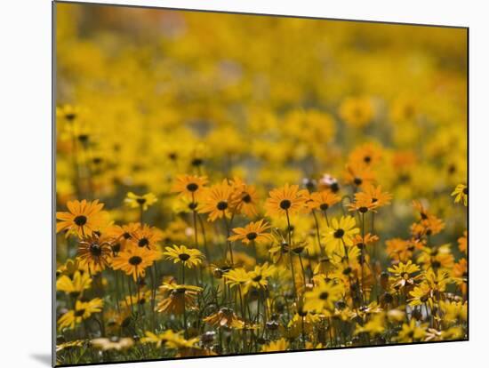 Namaqualand Daisy, Western Cape, South Africa, Africa-Toon Ann & Steve-Mounted Photographic Print