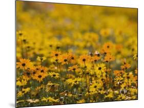 Namaqualand Daisy, Western Cape, South Africa, Africa-Toon Ann & Steve-Mounted Photographic Print