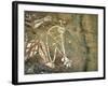 Namarrgon, the Lightning Man, One of Supernatural Ancestors Depicted at Aboriginal Rock Art Site-Robert Francis-Framed Photographic Print