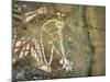 Namarrgon, the Lightning Man, One of Supernatural Ancestors Depicted at Aboriginal Rock Art Site-Robert Francis-Mounted Photographic Print