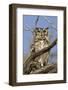 Namib and Nature Reserve, Namibia. Spotted Eagle-Owl-Janet Muir-Framed Photographic Print