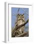 Namib and Nature Reserve, Namibia. Spotted Eagle-Owl-Janet Muir-Framed Photographic Print