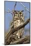 Namib and Nature Reserve, Namibia. Spotted Eagle-Owl-Janet Muir-Mounted Photographic Print