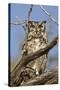 Namib and Nature Reserve, Namibia. Spotted Eagle-Owl-Janet Muir-Stretched Canvas