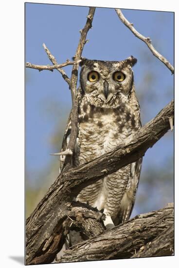Namib and Nature Reserve, Namibia. Spotted Eagle-Owl-Janet Muir-Mounted Premium Photographic Print