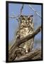 Namib and Nature Reserve, Namibia. Spotted Eagle-Owl-Janet Muir-Framed Premium Photographic Print