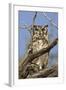 Namib and Nature Reserve, Namibia. Spotted Eagle-Owl-Janet Muir-Framed Photographic Print