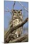 Namib and Nature Reserve, Namibia. Spotted Eagle-Owl-Janet Muir-Mounted Photographic Print